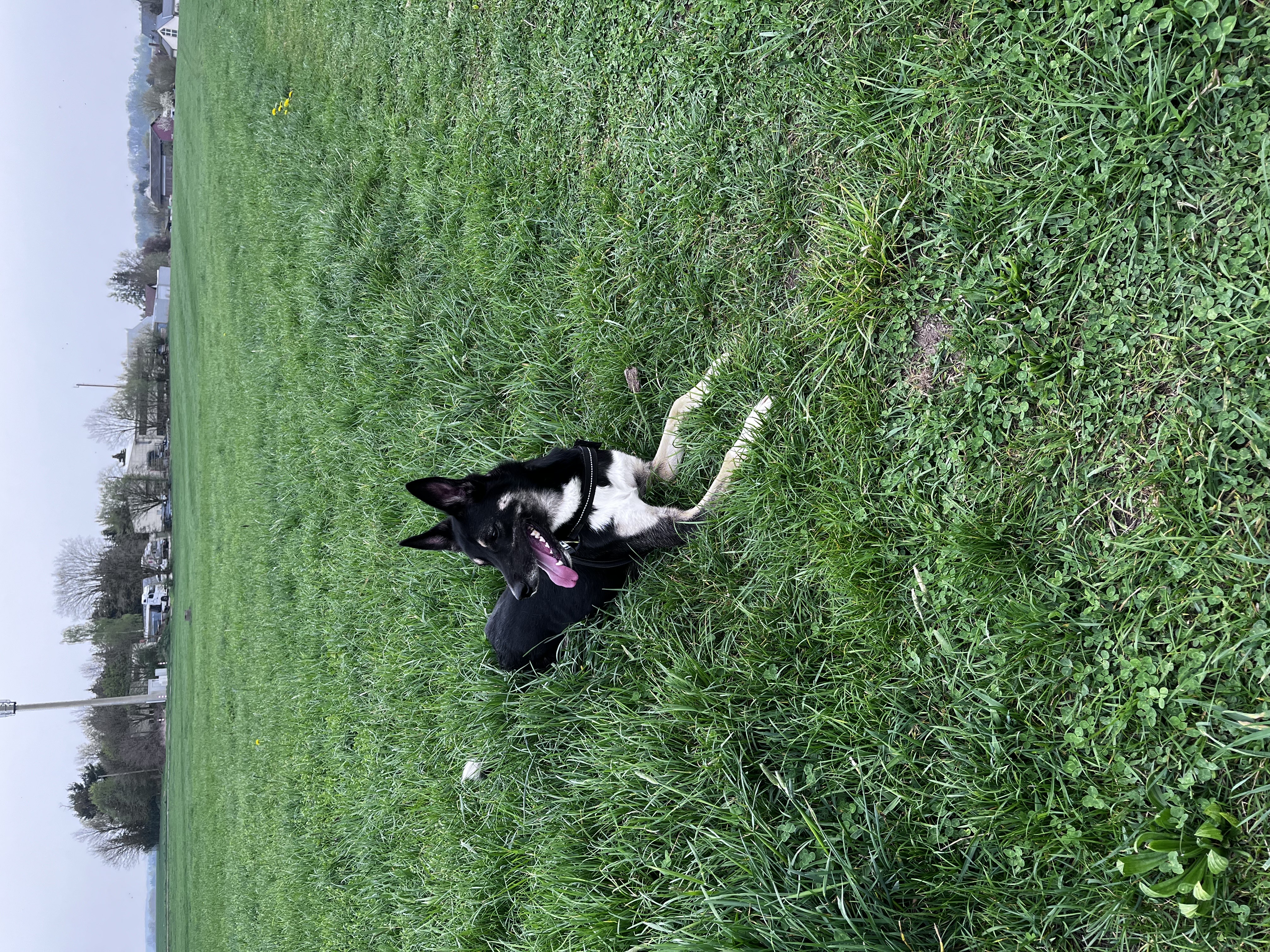 Benny Bild 1