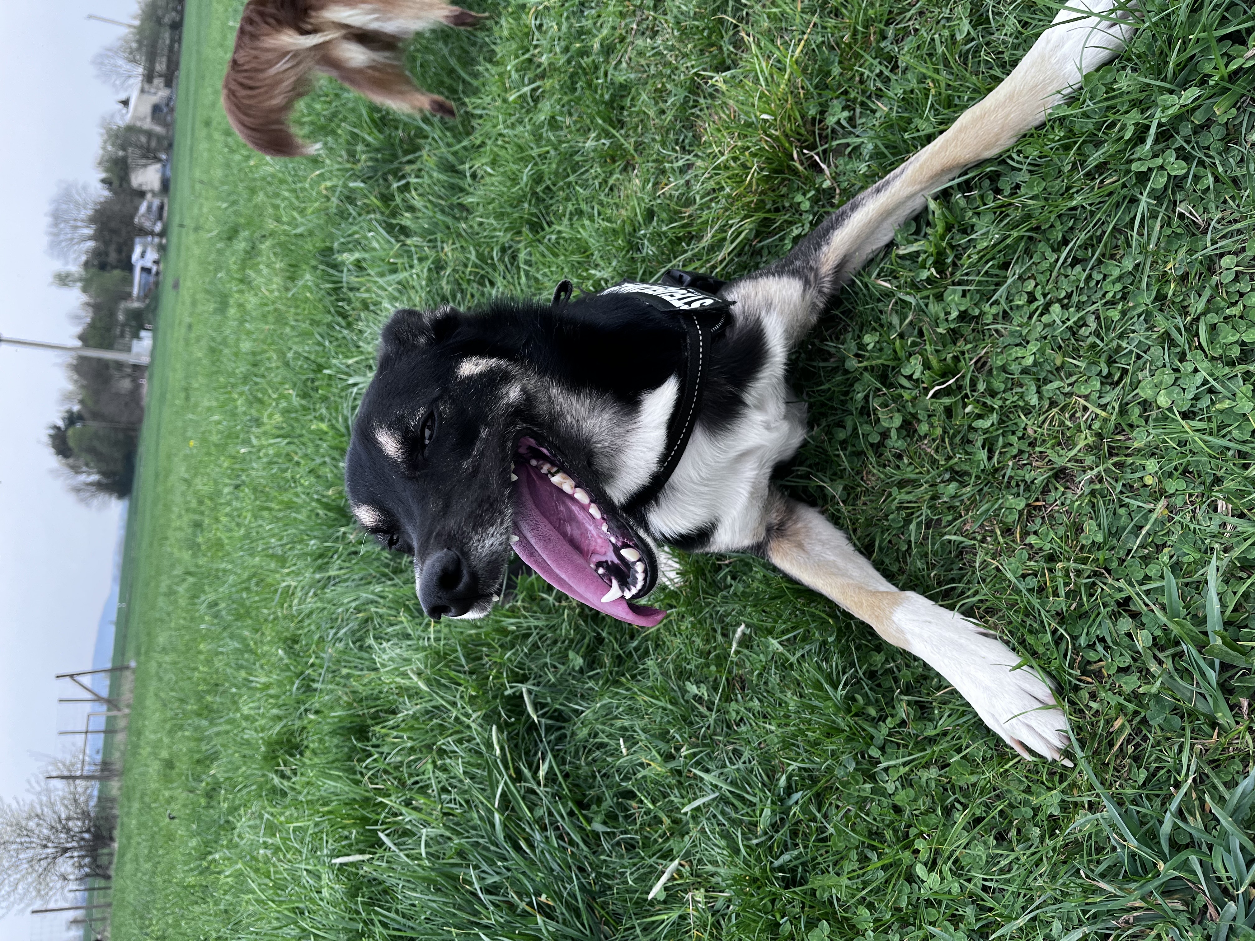 Benny Bild 2