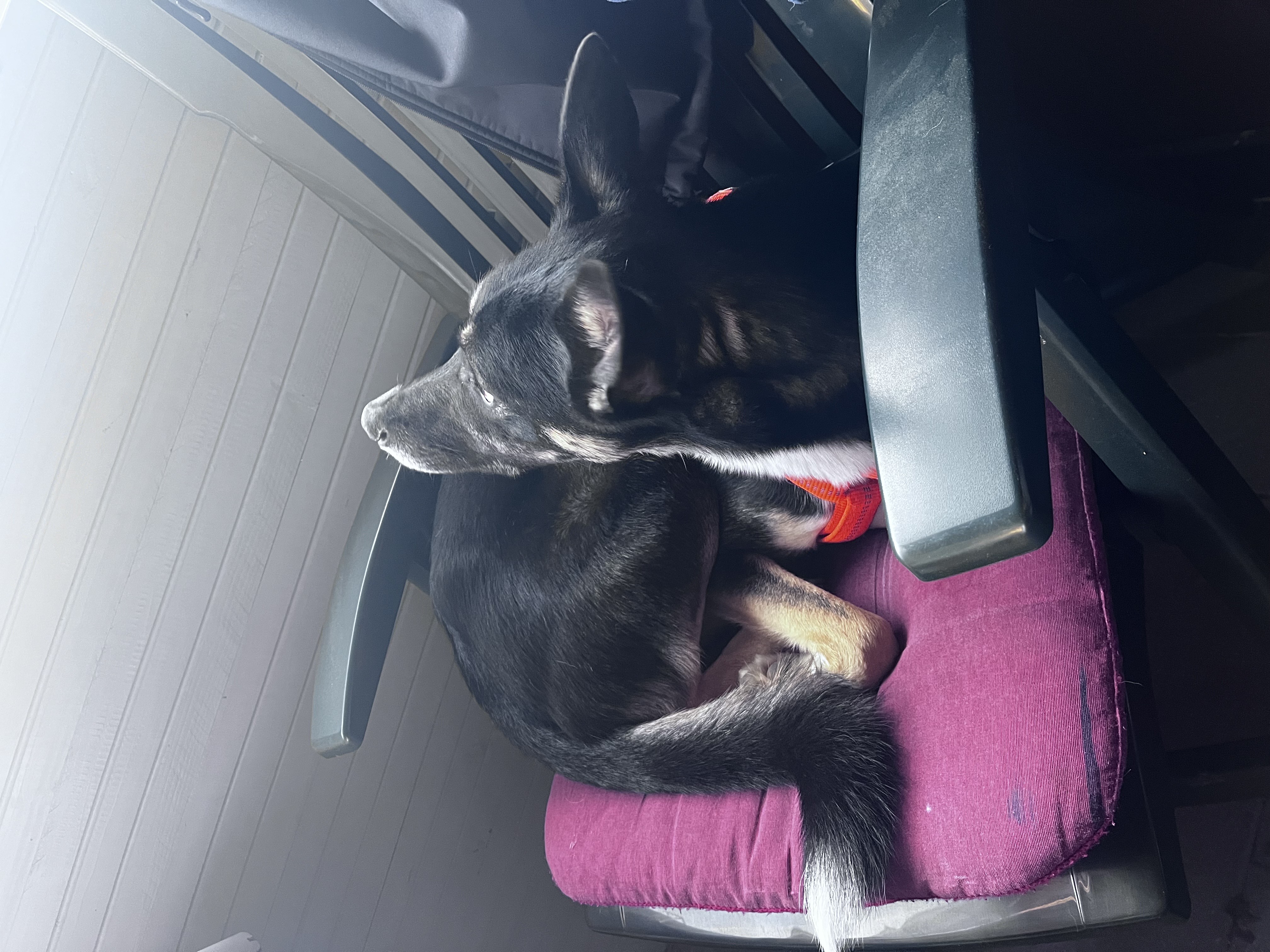 Benny Bild 4
